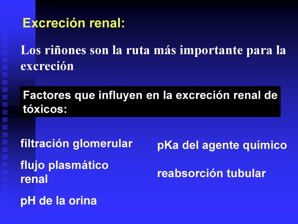 Los riñones son la ruta más importante para la excreción