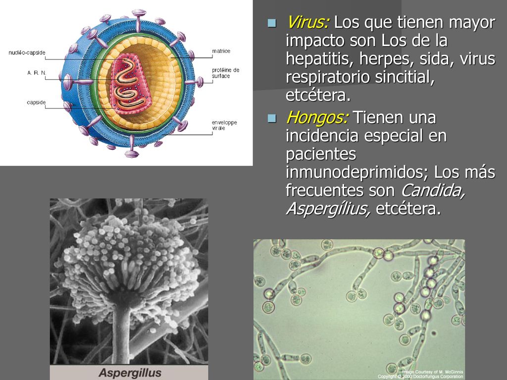 Virus: Los que tienen mayor impacto son Los de la hepatitis, herpes, sida, virus respiratorio sincitial, etcétera.