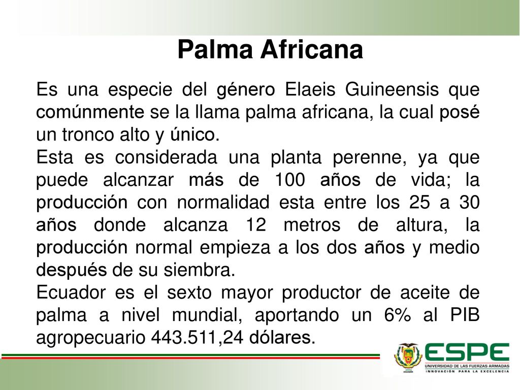 Palma Africana Es una especie del género Elaeis Guineensis que comúnmente se la llama palma africana, la cual posé un tronco alto y único.
