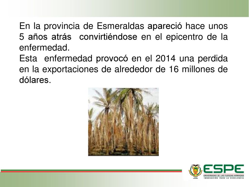 En la provincia de Esmeraldas apareció hace unos 5 años atrás convirtiéndose en el epicentro de la enfermedad.