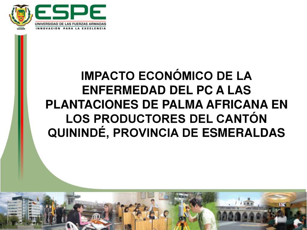 IMPACTO ECONÓMICO DE LA ENFERMEDAD DEL PC A LAS PLANTACIONES DE PALMA AFRICANA EN LOS PRODUCTORES DEL CANTÓN QUININDÉ, PROVINCIA DE ESMERALDAS