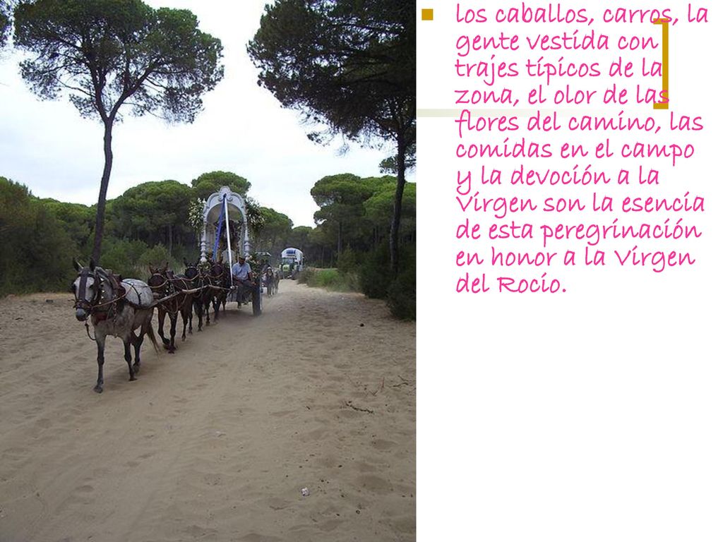 los caballos, carros, la gente vestida con trajes típicos de la zona, el olor de las flores del camino, las comidas en el campo y la devoción a la Virgen son la esencia de esta peregrinación en honor a la Virgen del Rocio.