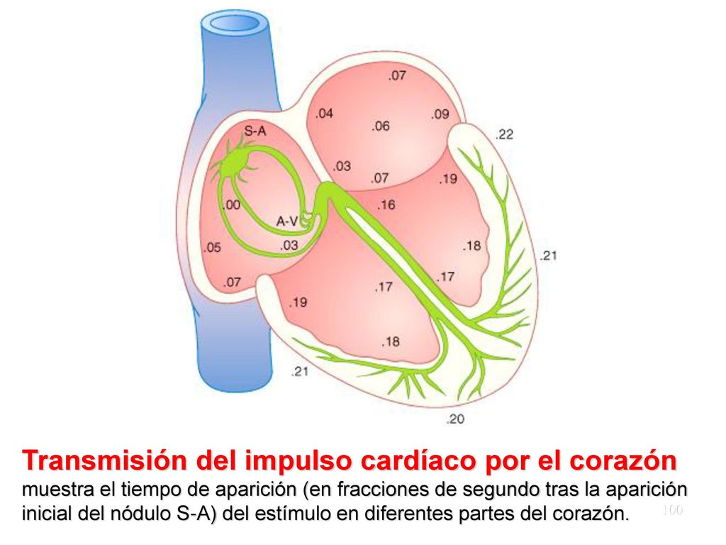 Transmisión del impulso cardíaco por el corazón muestra el tiempo de aparición (en fracciones de segundo tras la aparición inicial del nódulo S-A) del estímulo en diferentes partes del corazón.