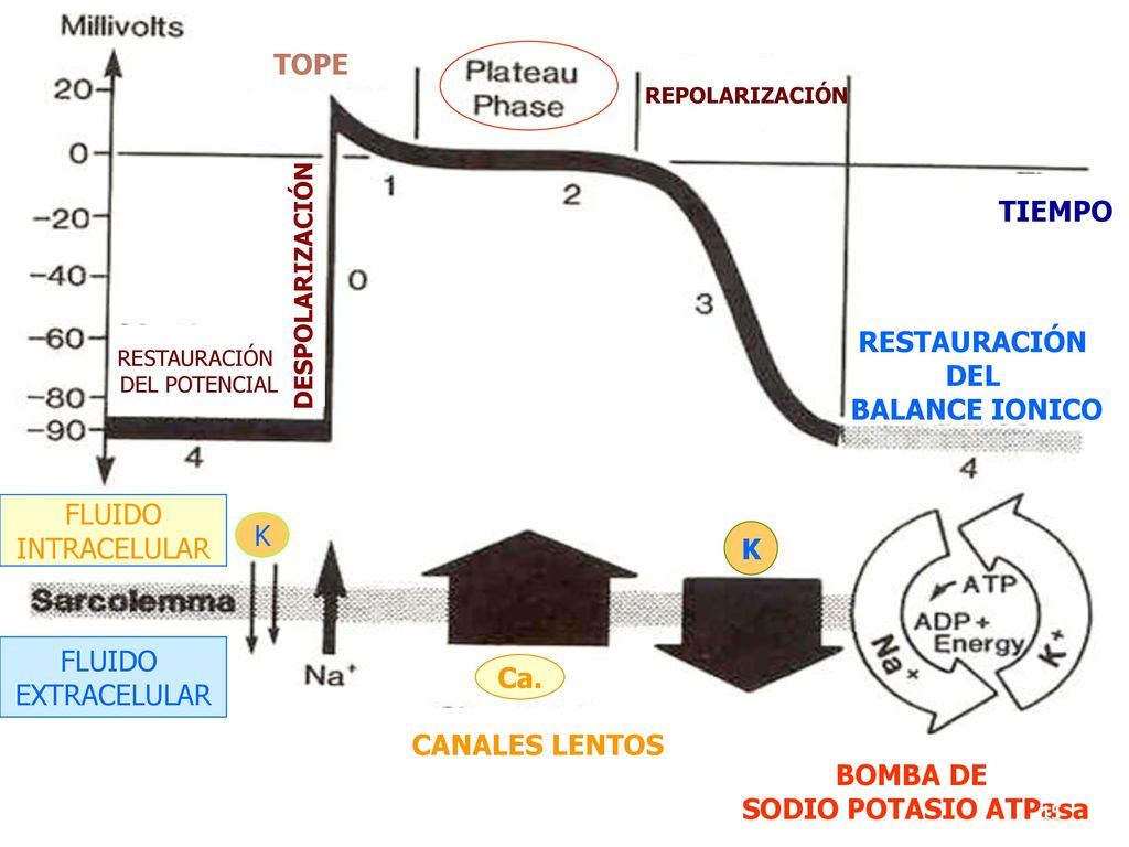 TOPE TIEMPO RESTAURACIÓN DEL BALANCE IONICO FLUIDO INTRACELULAR K K