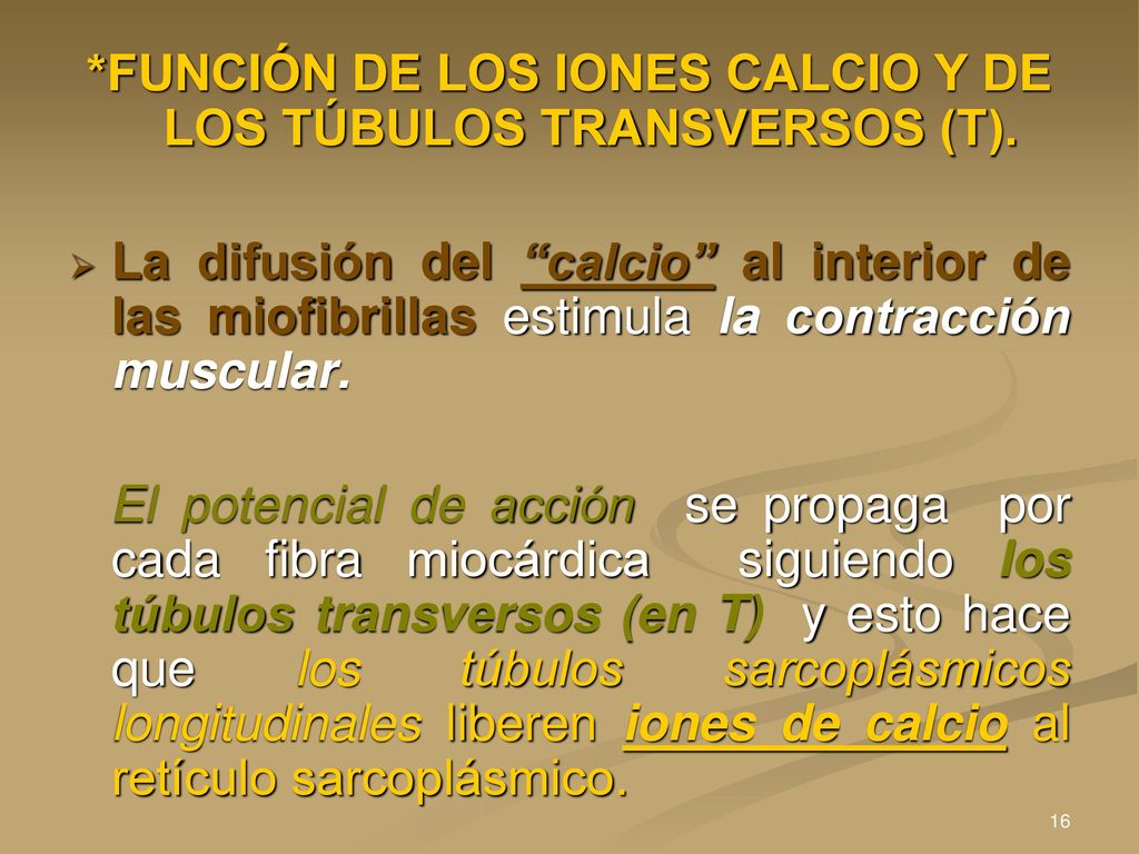 *FUNCIÓN DE LOS IONES CALCIO Y DE LOS TÚBULOS TRANSVERSOS (T).