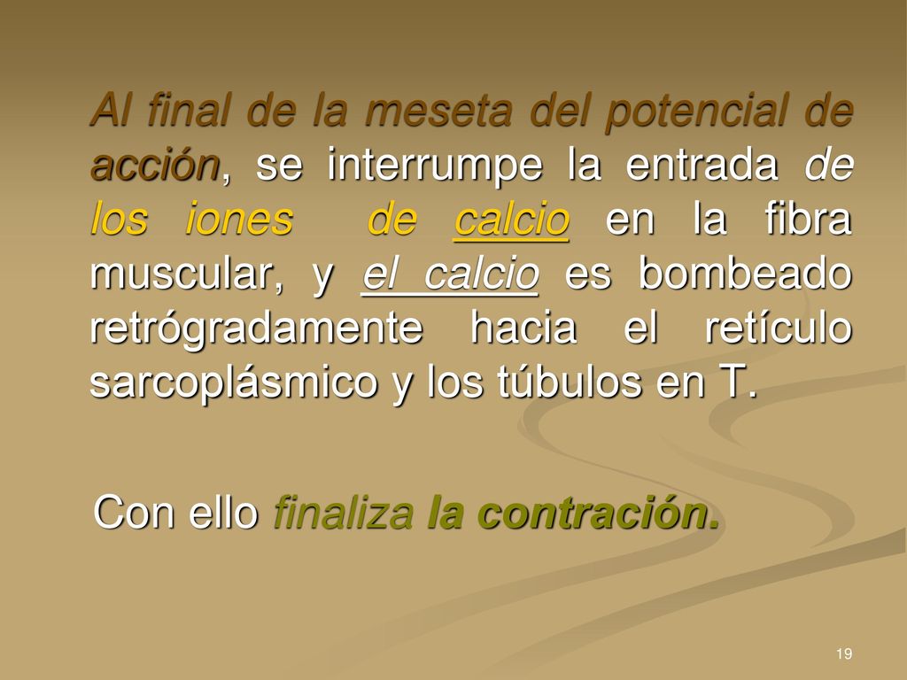 Al final de la meseta del potencial de acción, se interrumpe la entrada de los iones de calcio en la fibra muscular, y el calcio es bombeado retrógradamente hacia el retículo sarcoplásmico y los túbulos en T.
