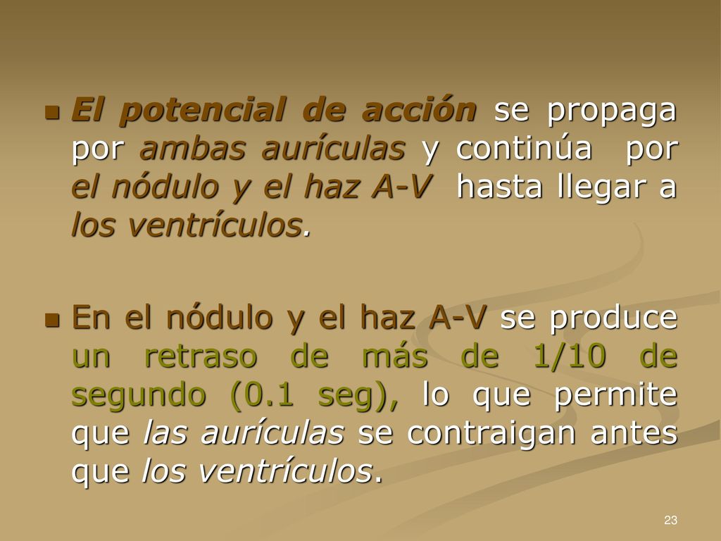 El potencial de acción se propaga por ambas aurículas y continúa por el nódulo y el haz A-V hasta llegar a los ventrículos.