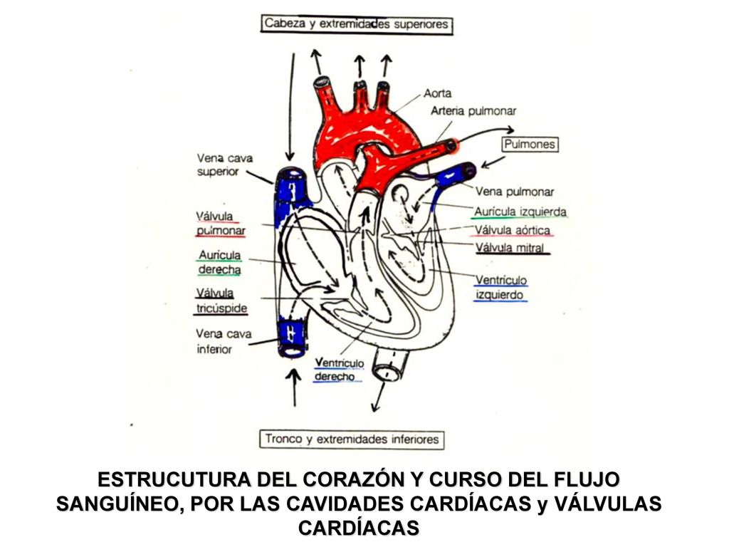 ESTRUCUTURA DEL CORAZÓN Y CURSO DEL FLUJO SANGUÍNEO, POR LAS CAVIDADES CARDÍACAS y VÁLVULAS CARDÍACAS