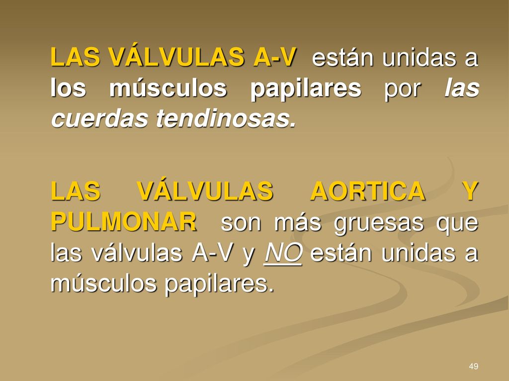 LAS VÁLVULAS A-V están unidas a los músculos papilares por las cuerdas tendinosas.