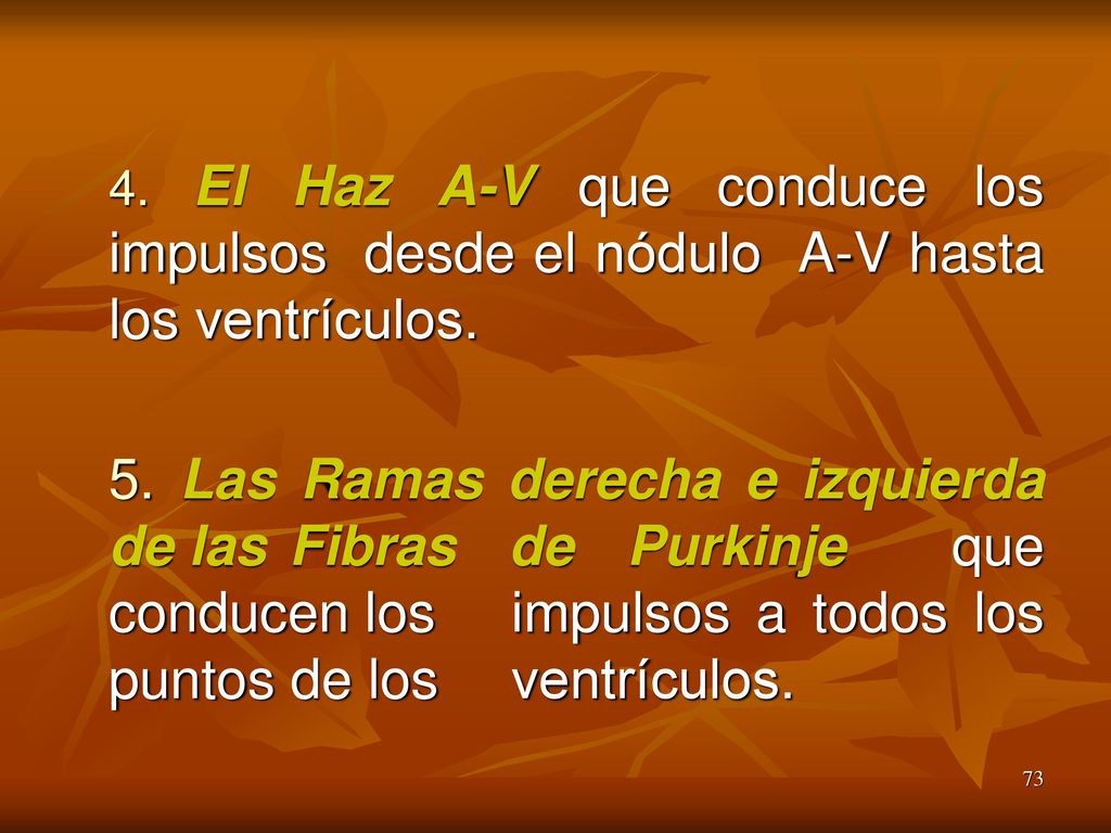 4. El Haz A-V que conduce los impulsos desde el nódulo A-V hasta los ventrículos.