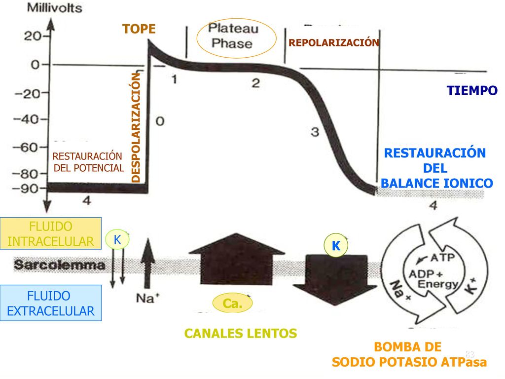 TOPE TIEMPO RESTAURACIÓN DEL BALANCE IONICO FLUIDO INTRACELULAR K K