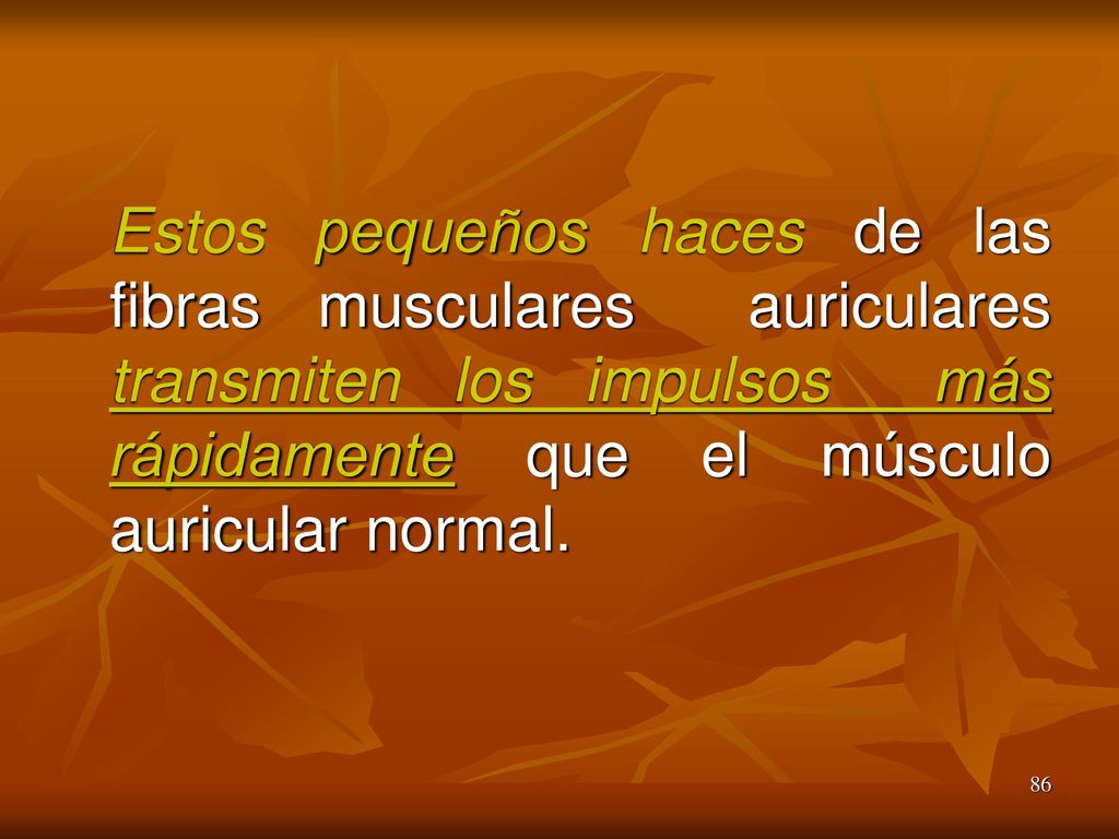 Estos pequeños haces de las fibras musculares auriculares transmiten los impulsos más rápidamente que el músculo auricular normal.
