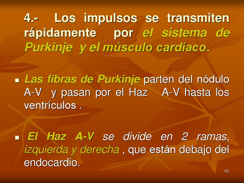 4.- Los impulsos se transmiten rápidamente por el sistema de Purkinje y el músculo cardíaco.