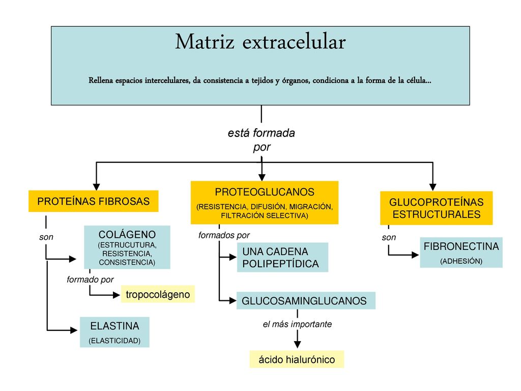 Matriz extracelular Rellena espacios intercelulares, da consistencia a tejidos y órganos, condiciona a la forma de la célula...
