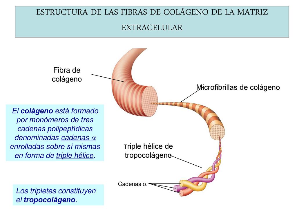 ESTRUCTURA DE LAS FIBRAS DE COLÁGENO DE LA MATRIZ EXTRACELULAR