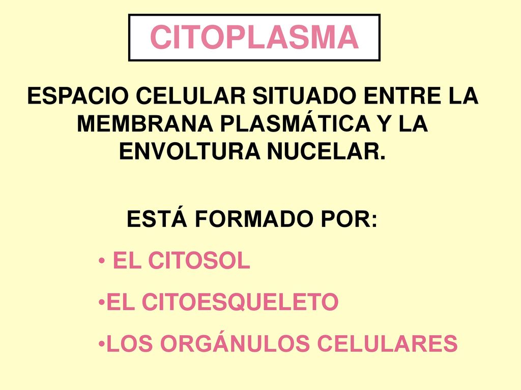 CITOPLASMA ESPACIO CELULAR SITUADO ENTRE LA MEMBRANA PLASMÁTICA Y LA ENVOLTURA NUCELAR. ESTÁ FORMADO POR: