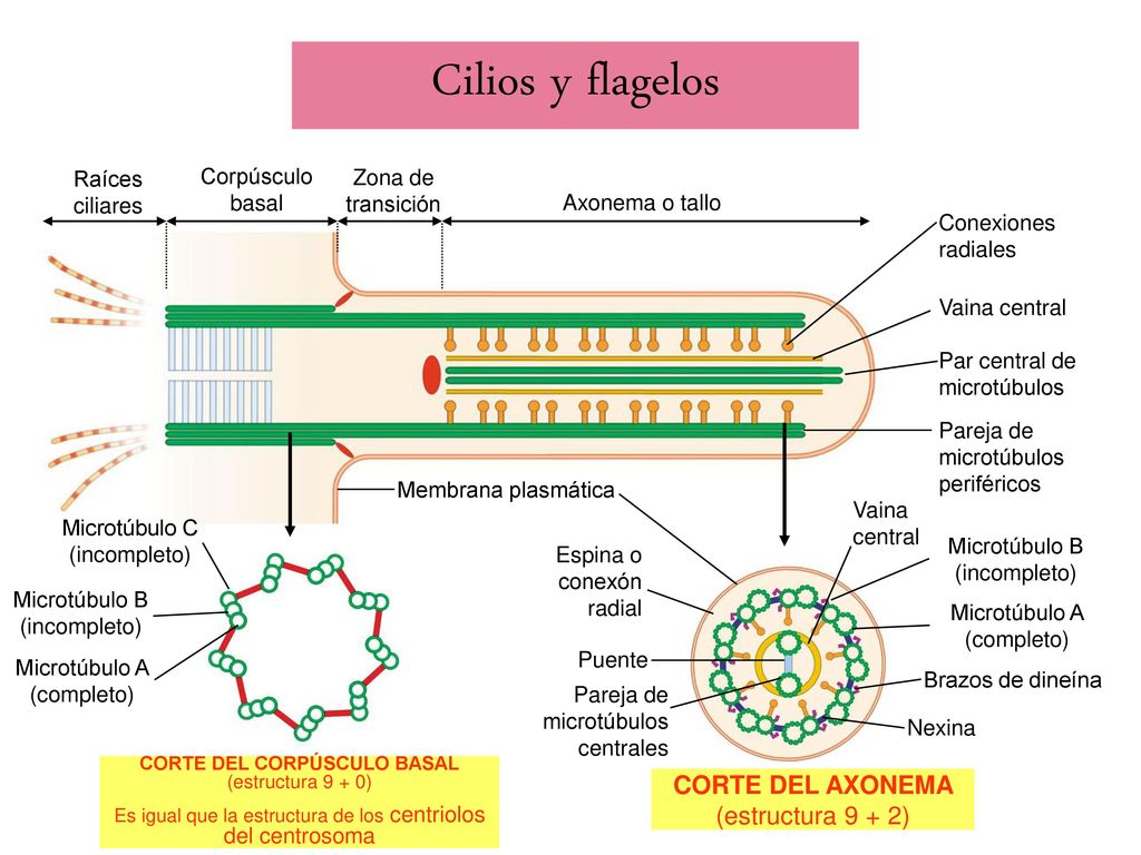 Cilios y flagelos CORTE DEL AXONEMA (estructura 9 + 2) Raíces ciliares