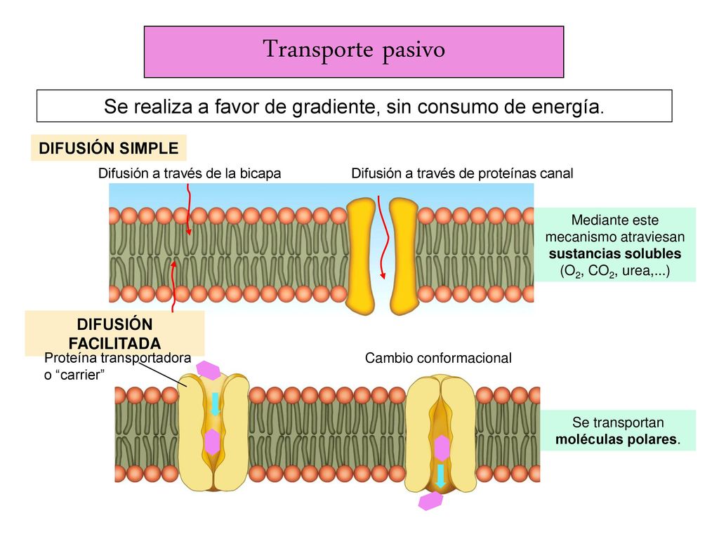 Transporte pasivo Se realiza a favor de gradiente, sin consumo de energía. DIFUSIÓN SIMPLE. Difusión a través de la bicapa.