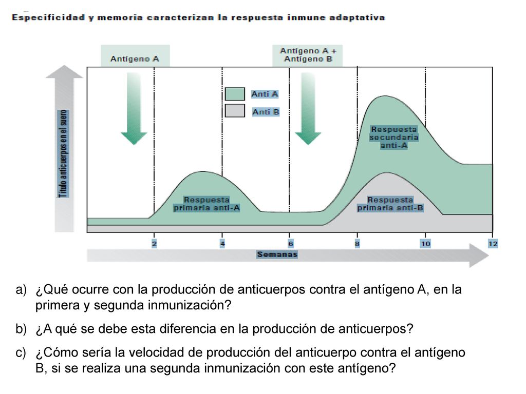 ¿Qué ocurre con la producción de anticuerpos contra el antígeno A, en la primera y segunda inmunización