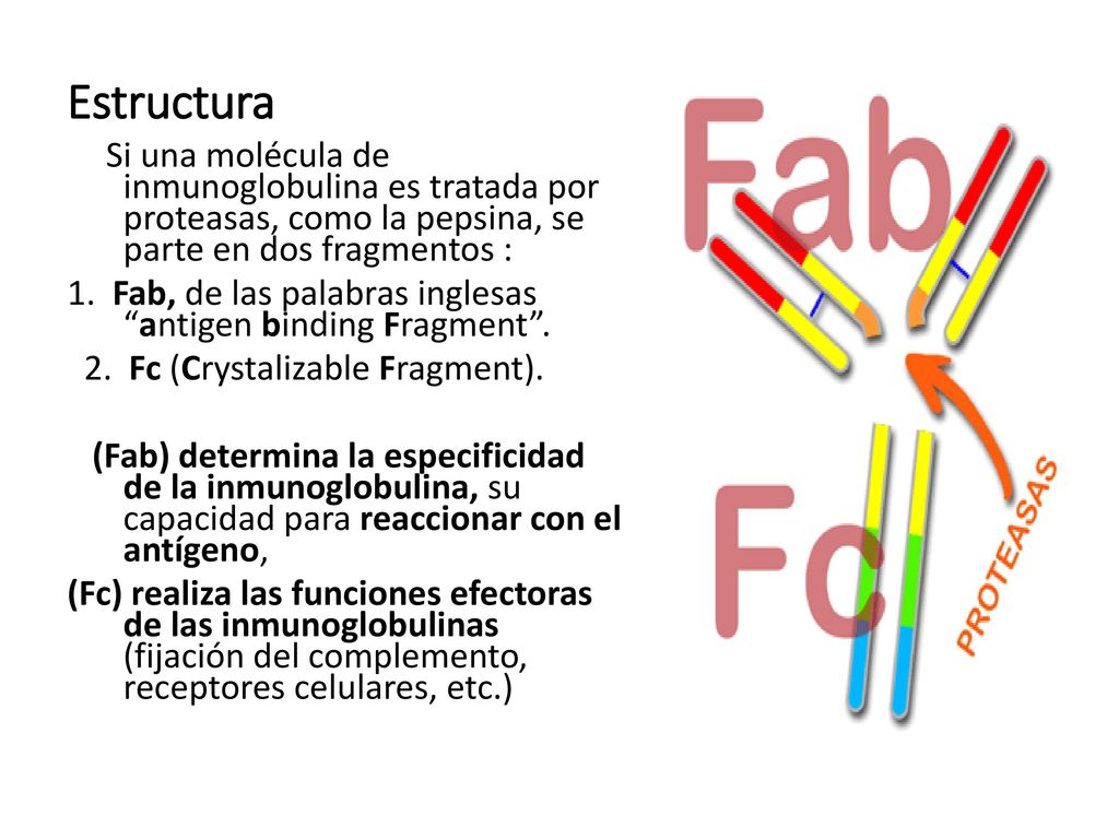 Estructura Si una molécula de inmunoglobulina es tratada por proteasas, como la pepsina, se parte en dos fragmentos :