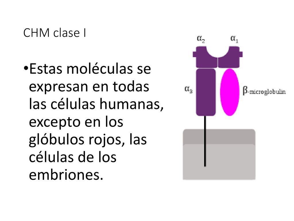 CHM clase I Estas moléculas se expresan en todas las células humanas, excepto en los glóbulos rojos, las células de los embriones.