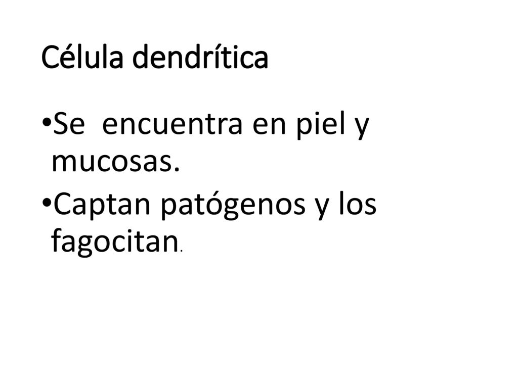 Célula dendrítica Se encuentra en piel y mucosas. Captan patógenos y los fagocitan.