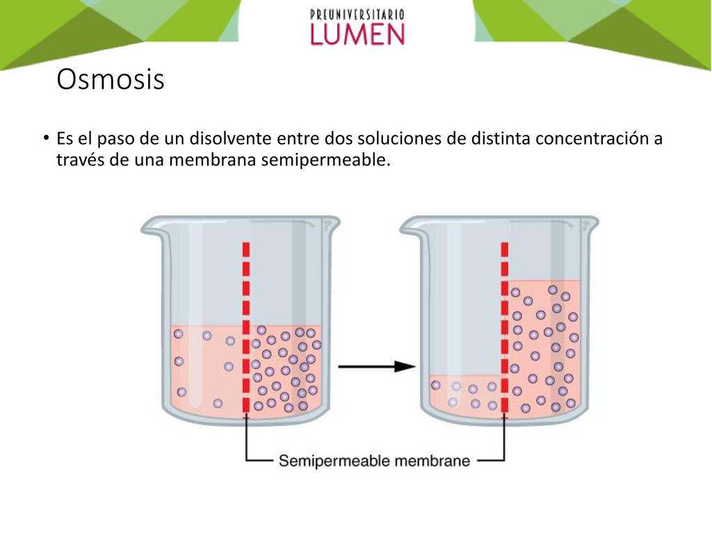 Osmosis Es el paso de un disolvente entre dos soluciones de distinta concentración a través de una membrana semipermeable.