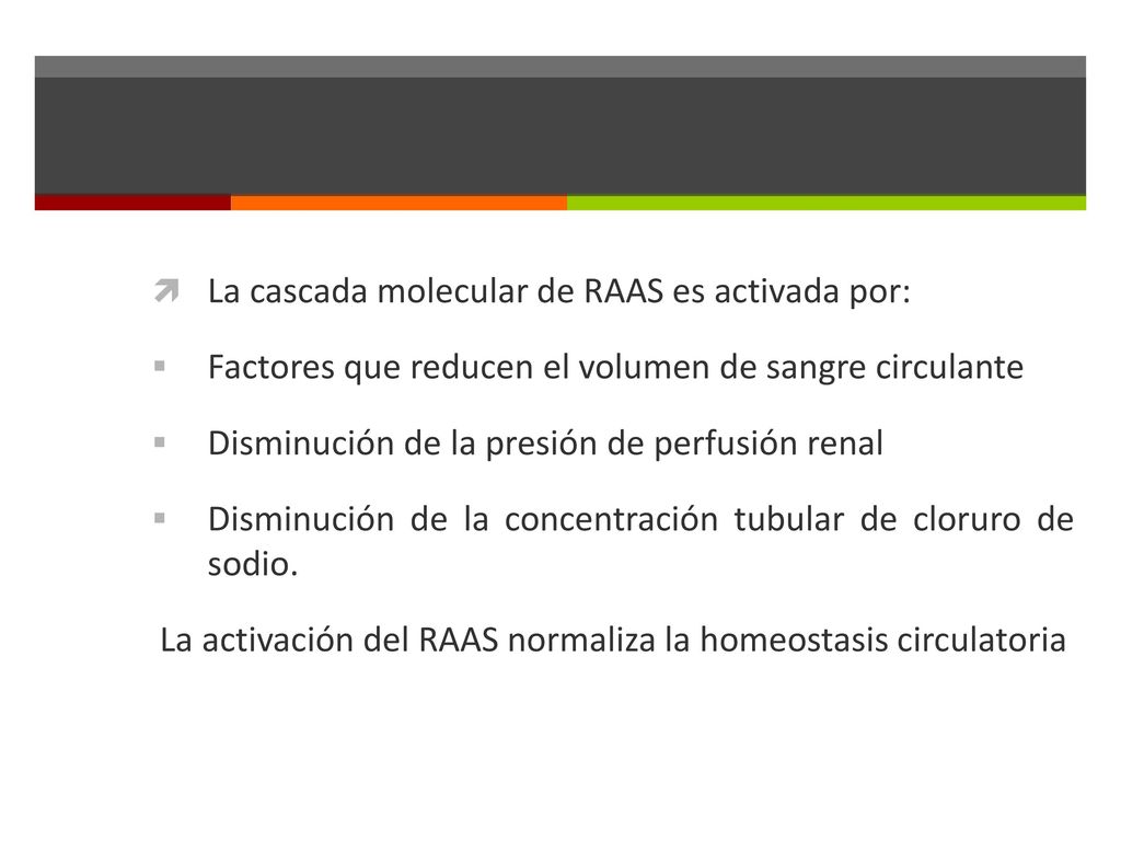 La activación del RAAS normaliza la homeostasis circulatoria