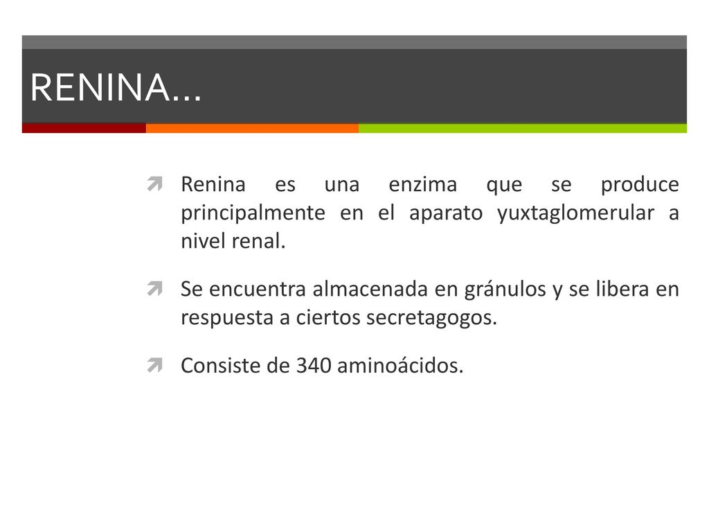 RENINA… Renina es una enzima que se produce principalmente en el aparato yuxtaglomerular a nivel renal.