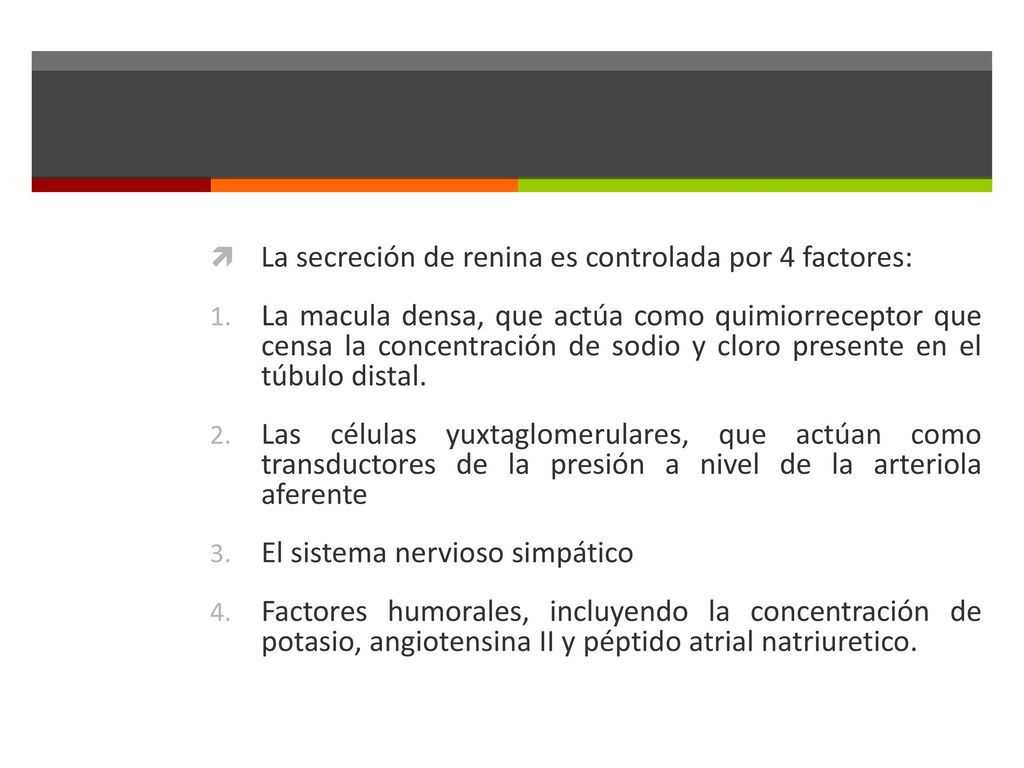 La secreción de renina es controlada por 4 factores: