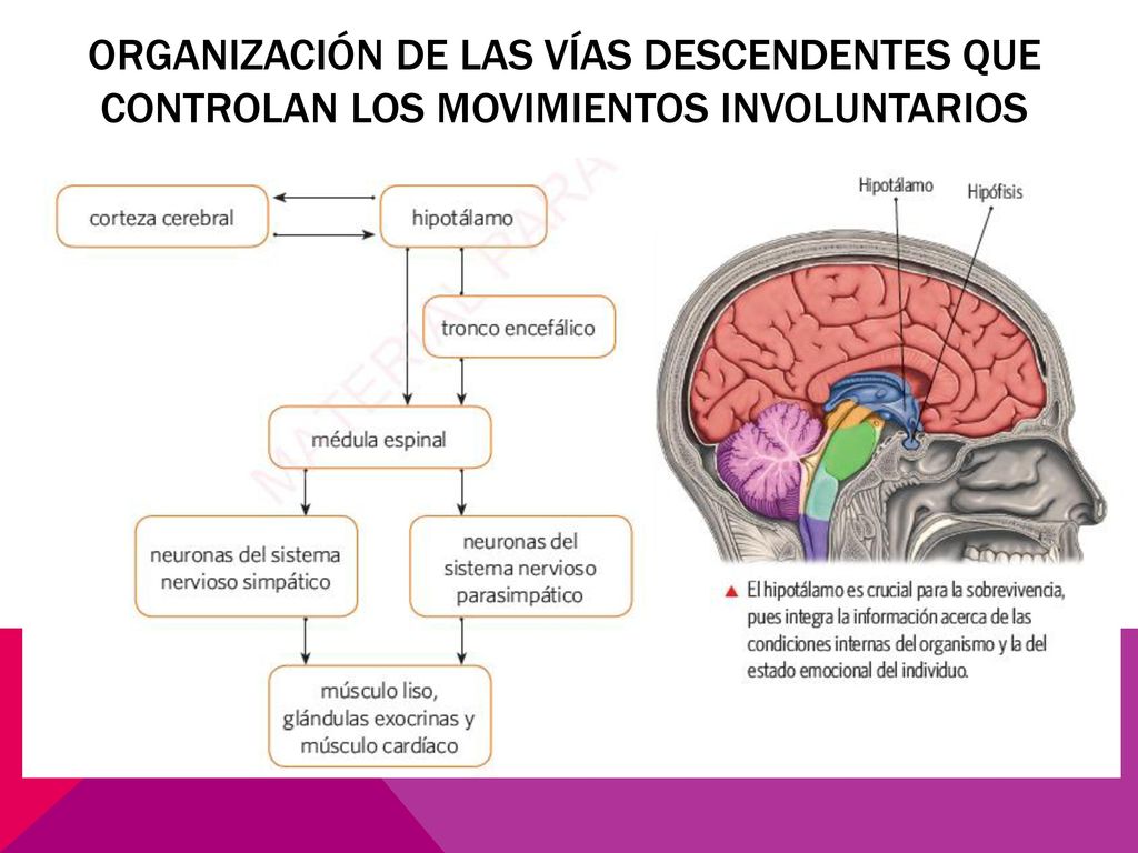 ORGANIZACIÓN DE LAS VÍAS DESCENDENTES QUE CONTROLAN LOS MOVIMIENTOS INVOLUNTARIOS