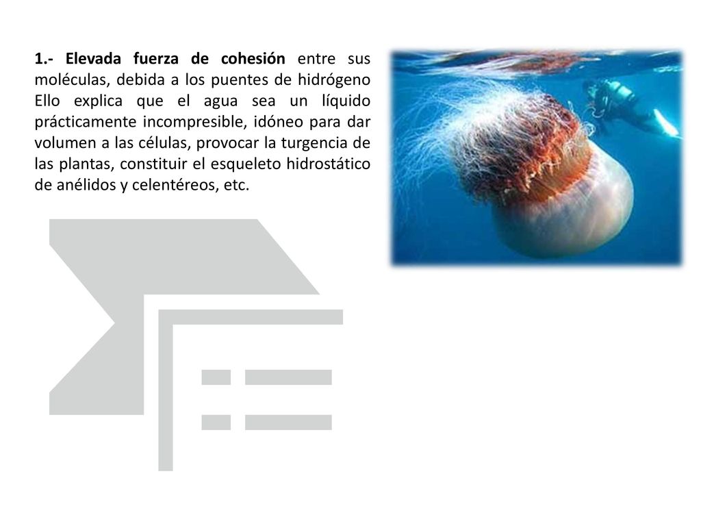 1.- Elevada fuerza de cohesión entre sus moléculas, debida a los puentes de hidrógeno Ello explica que el agua sea un líquido prácticamente incompresible, idóneo para dar volumen a las células, provocar la turgencia de las plantas, constituir el esqueleto hidrostático de anélidos y celentéreos, etc.