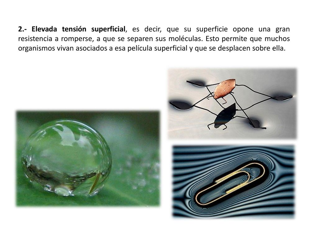 2.- Elevada tensión superficial, es decir, que su superficie opone una gran resistencia a romperse, a que se separen sus moléculas.