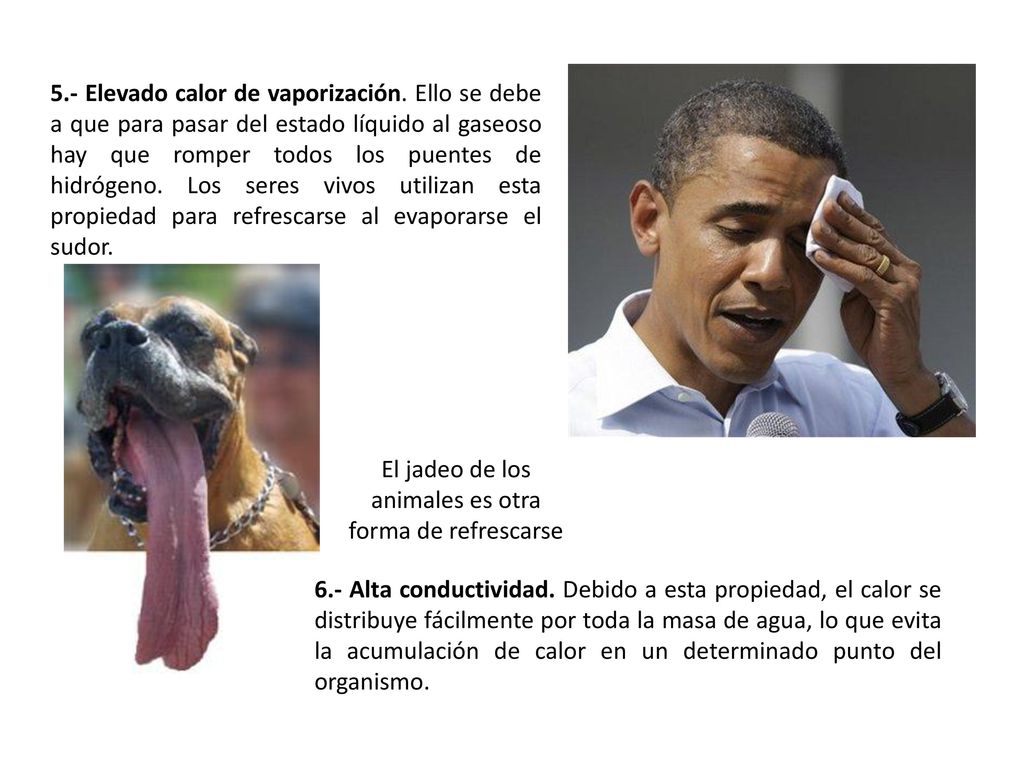 El jadeo de los animales es otra forma de refrescarse
