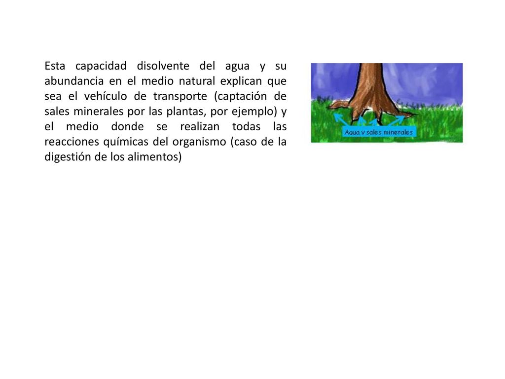 Esta capacidad disolvente del agua y su abundancia en el medio natural explican que sea el vehículo de transporte (captación de sales minerales por las plantas, por ejemplo) y el medio donde se realizan todas las reacciones químicas del organismo (caso de la digestión de los alimentos)