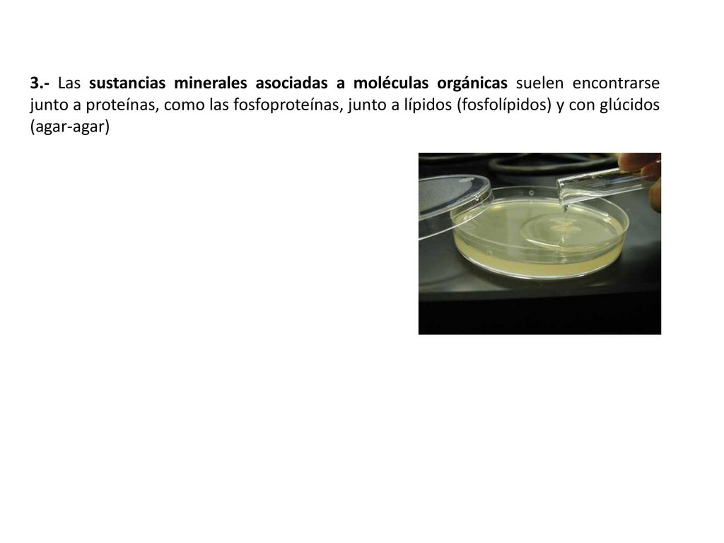 3.- Las sustancias minerales asociadas a moléculas orgánicas suelen encontrarse junto a proteínas, como las fosfoproteínas, junto a lípidos (fosfolípidos) y con glúcidos (agar-agar)