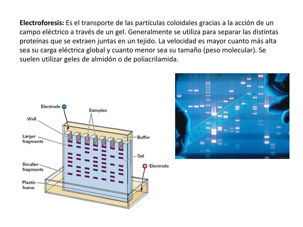 Electroforesis: Es el transporte de las partículas coloidales gracias a la acción de un campo eléctrico a través de un gel. Generalmente se utiliza para separar las distintas proteínas que se extraen juntas en un tejido. La velocidad es mayor cuanto más alta sea su carga eléctrica global y cuanto menor sea su tamaño (peso molecular). Se suelen utilizar geles de almidón o de poliacrilamida.