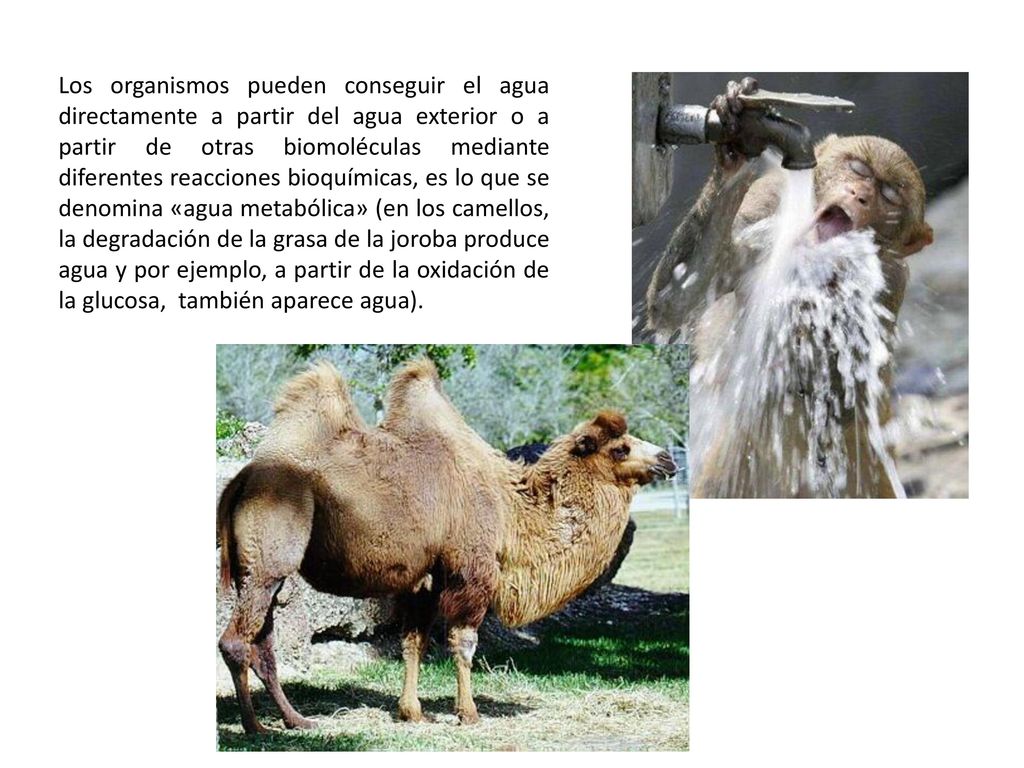 Los organismos pueden conseguir el agua directamente a partir del agua exterior o a partir de otras biomoléculas mediante diferentes reacciones bioquímicas, es lo que se denomina «agua metabólica» (en los camellos, la degradación de la grasa de la joroba produce agua y por ejemplo, a partir de la oxidación de la glucosa, también aparece agua).