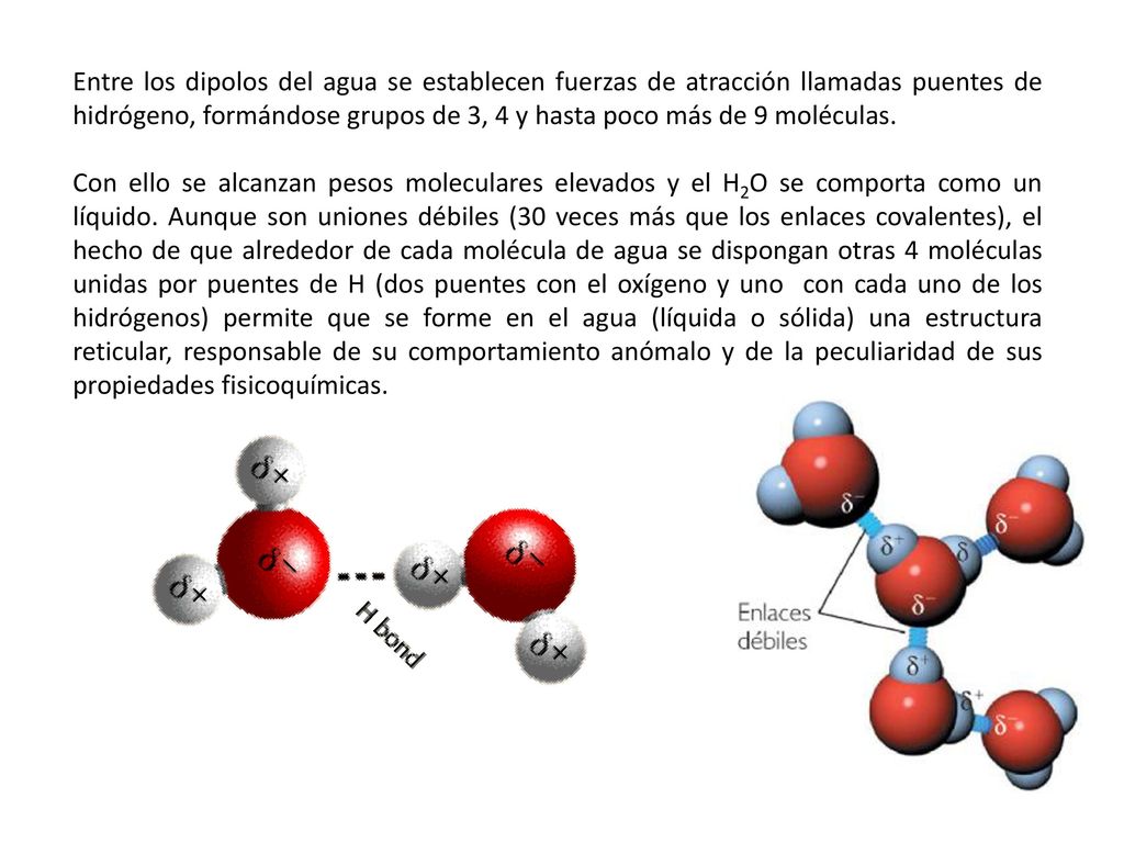 Entre los dipolos del agua se establecen fuerzas de atracción llamadas puentes de hidrógeno, formándose grupos de 3, 4 y hasta poco más de 9 moléculas.
