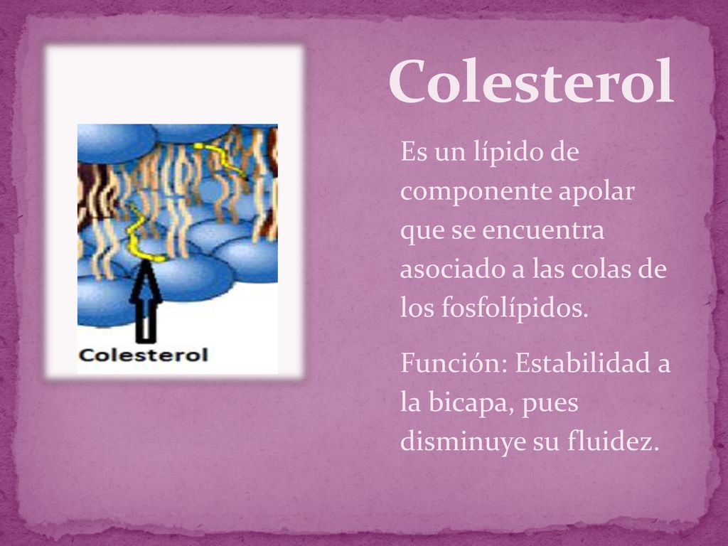 Colesterol Es un lípido de componente apolar que se encuentra asociado a las colas de los fosfolípidos.