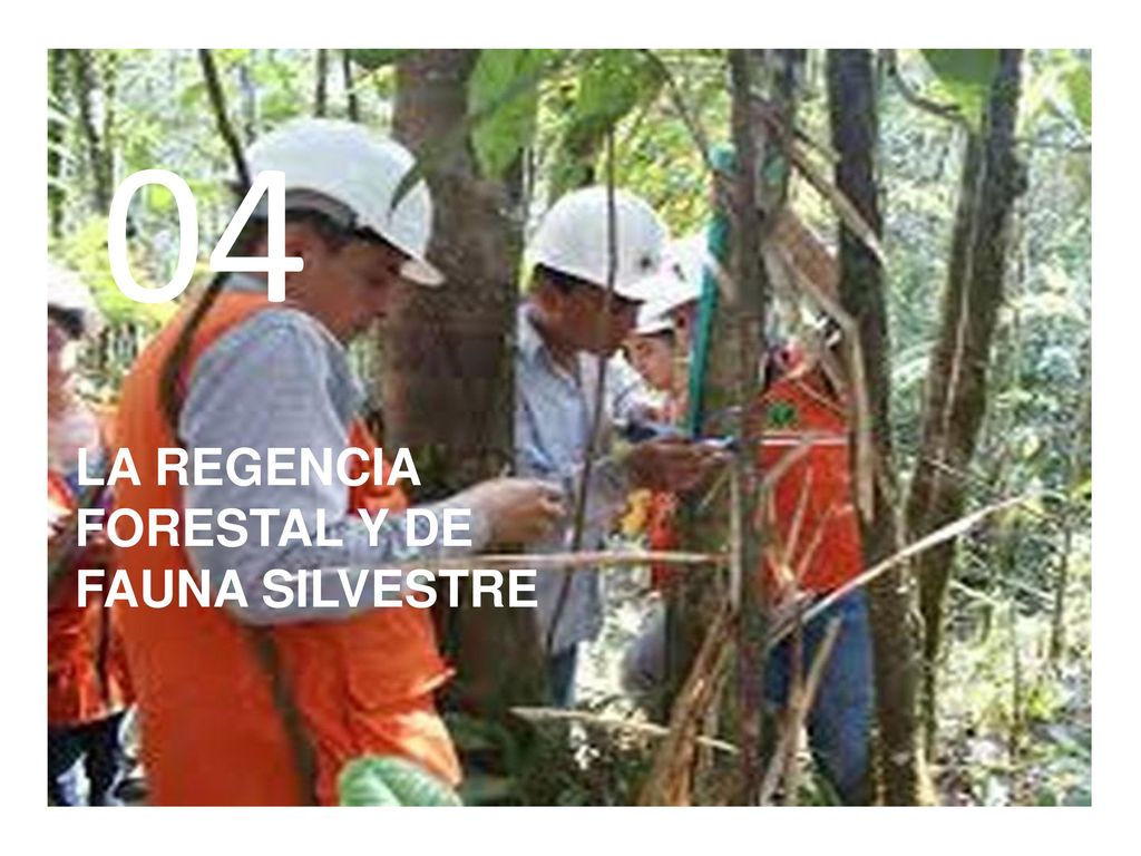 CGFFS COMITÉ DE GESTION FORESTAL Y DE FAUNA SILVESTRE UGFFS JEFATURA