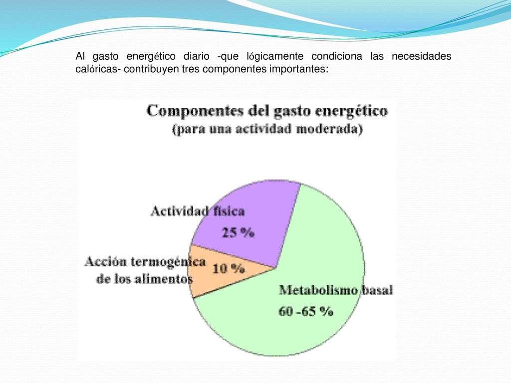 Al gasto energético diario -que lógicamente condiciona las necesidades calóricas- contribuyen tres componentes importantes: