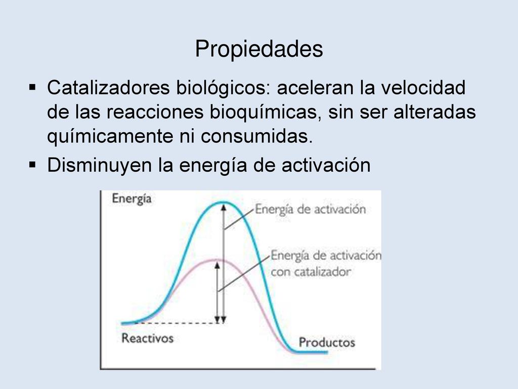 Propiedades Catalizadores biológicos: aceleran la velocidad de las reacciones bioquímicas, sin ser alteradas químicamente ni consumidas.