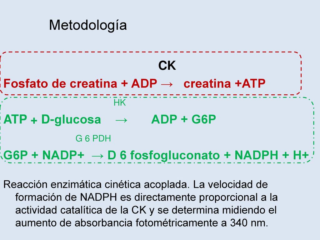 Metodología CK Fosfato de creatina + ADP → creatina +ATP HK