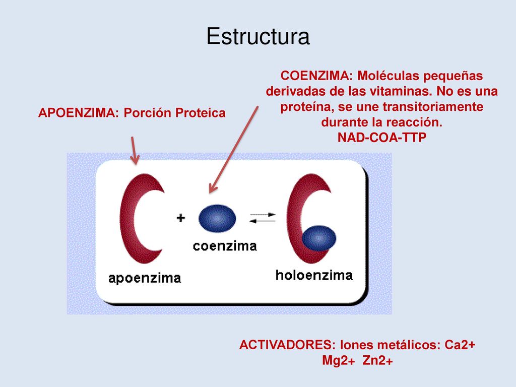 Estructura COENZIMA: Moléculas pequeñas derivadas de las vitaminas. No es una proteína, se une transitoriamente durante la reacción.
