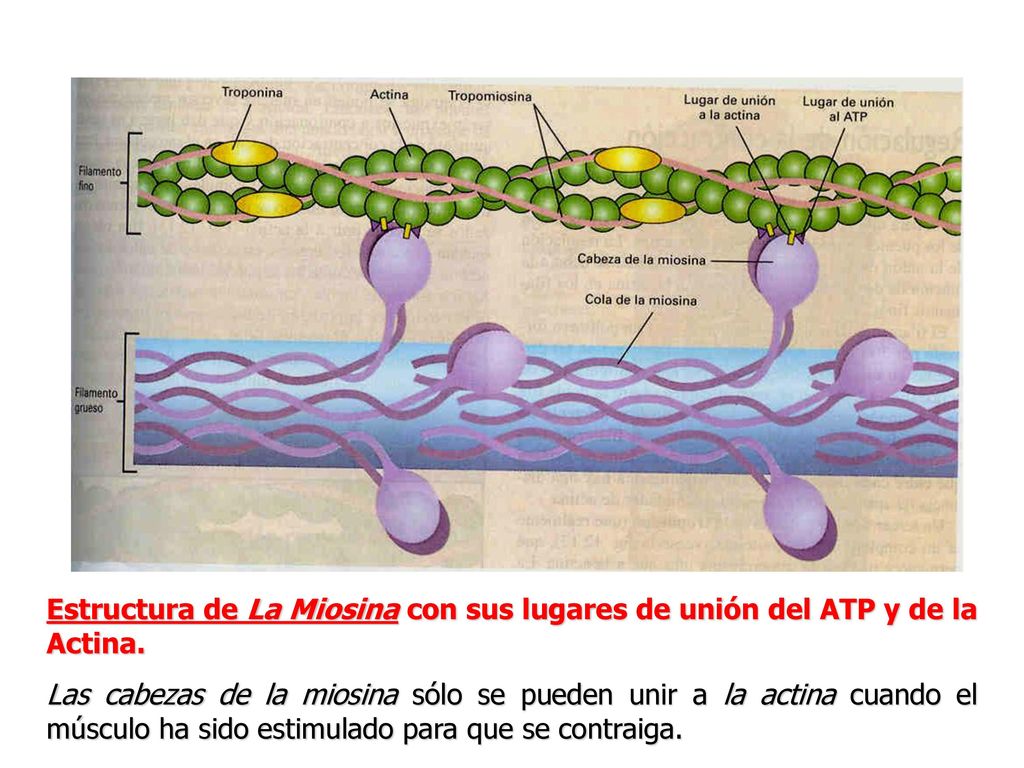 Estructura de La Miosina con sus lugares de unión del ATP y de la Actina.