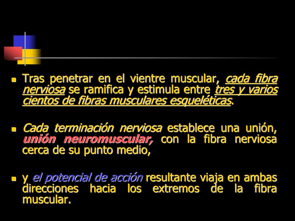 Tras penetrar en el vientre muscular, cada fibra nerviosa se ramifica y estimula entre tres y varios cientos de fibras musculares esqueléticas.