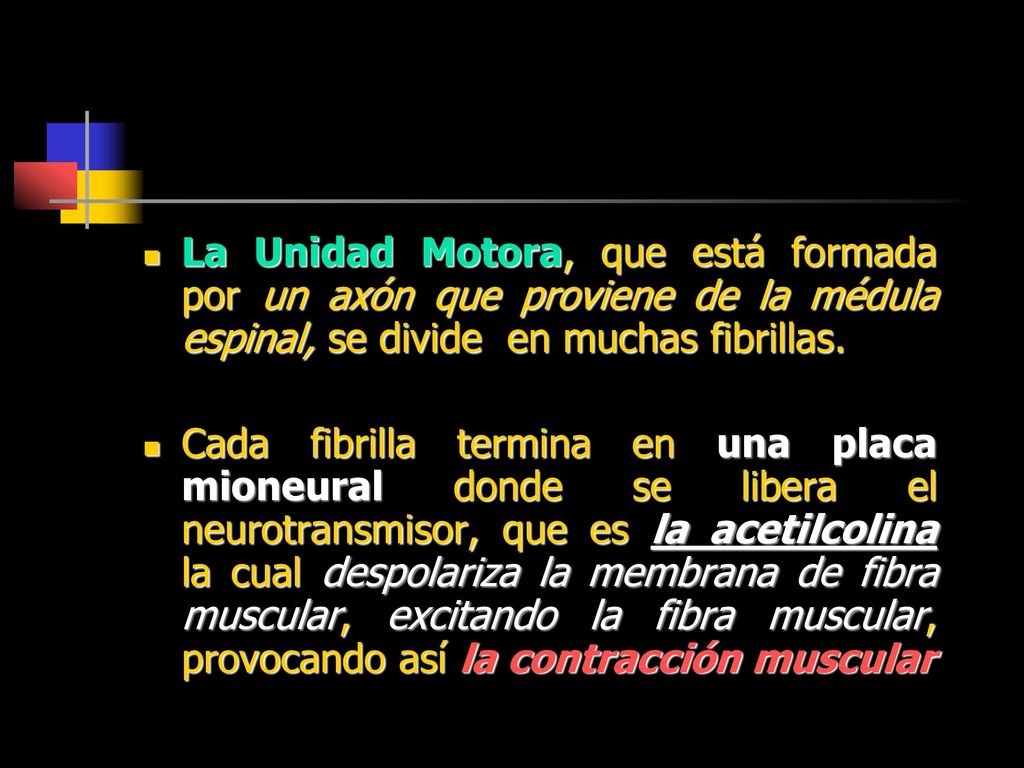 La Unidad Motora, que está formada por un axón que proviene de la médula espinal, se divide en muchas fibrillas.