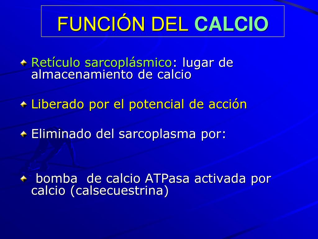 FUNCIÓN DEL CALCIO Retículo sarcoplásmico: lugar de almacenamiento de calcio. Liberado por el potencial de acción.