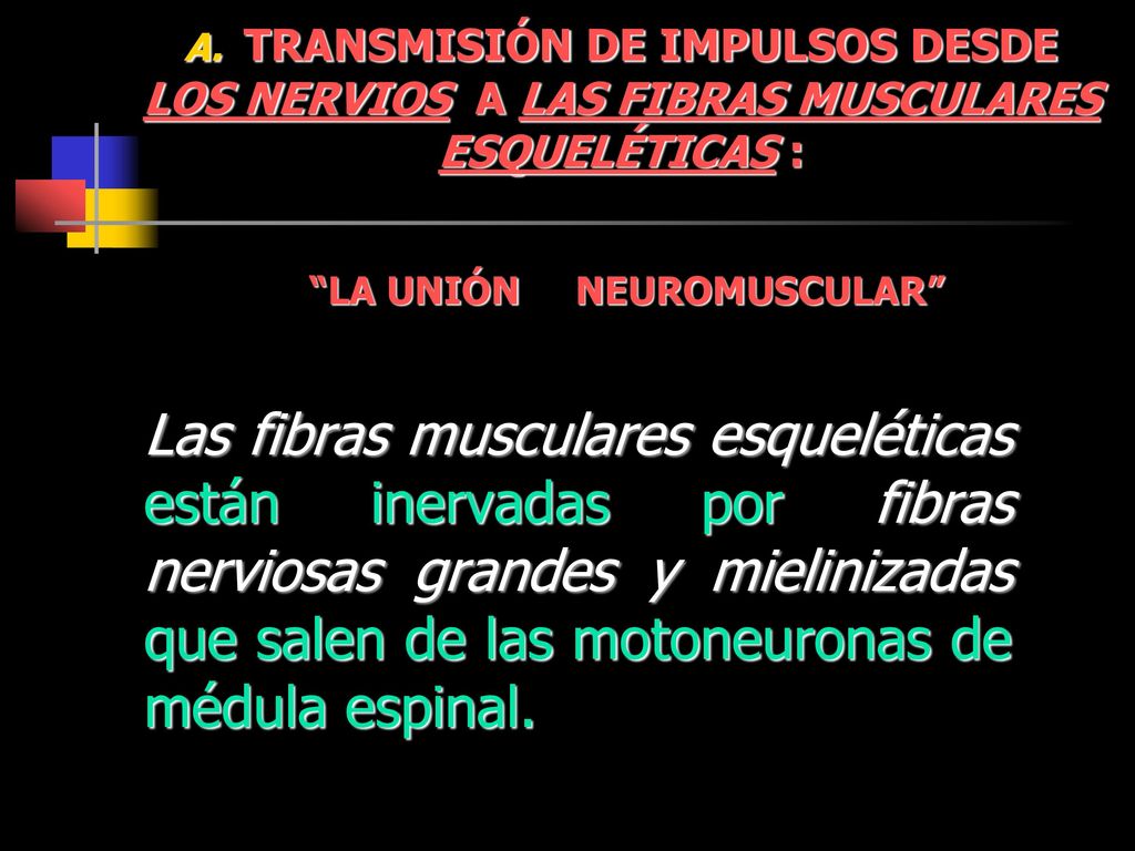 A. TRANSMISIÓN DE IMPULSOS DESDE LOS NERVIOS A LAS FIBRAS MUSCULARES ESQUELÉTICAS : LA UNIÓN NEUROMUSCULAR
